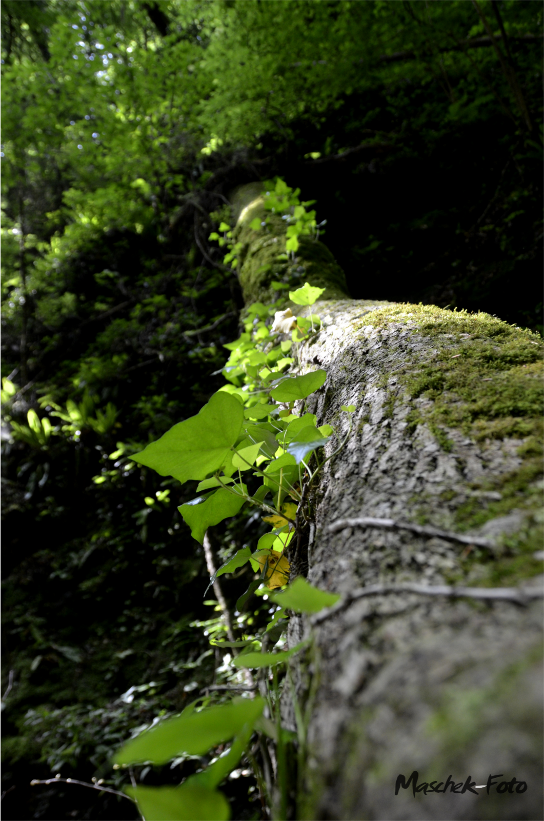 Badl Klamm Baum mit Kletterpflanze