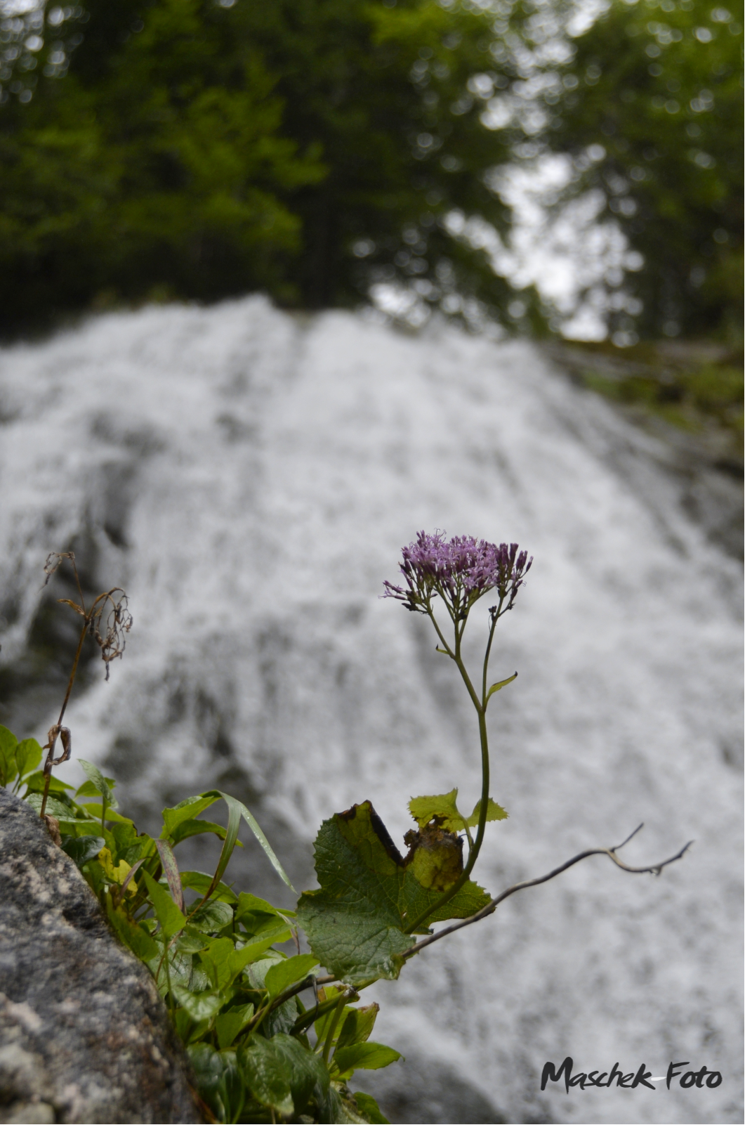 Blume mit Wasserfall im Hintergrund