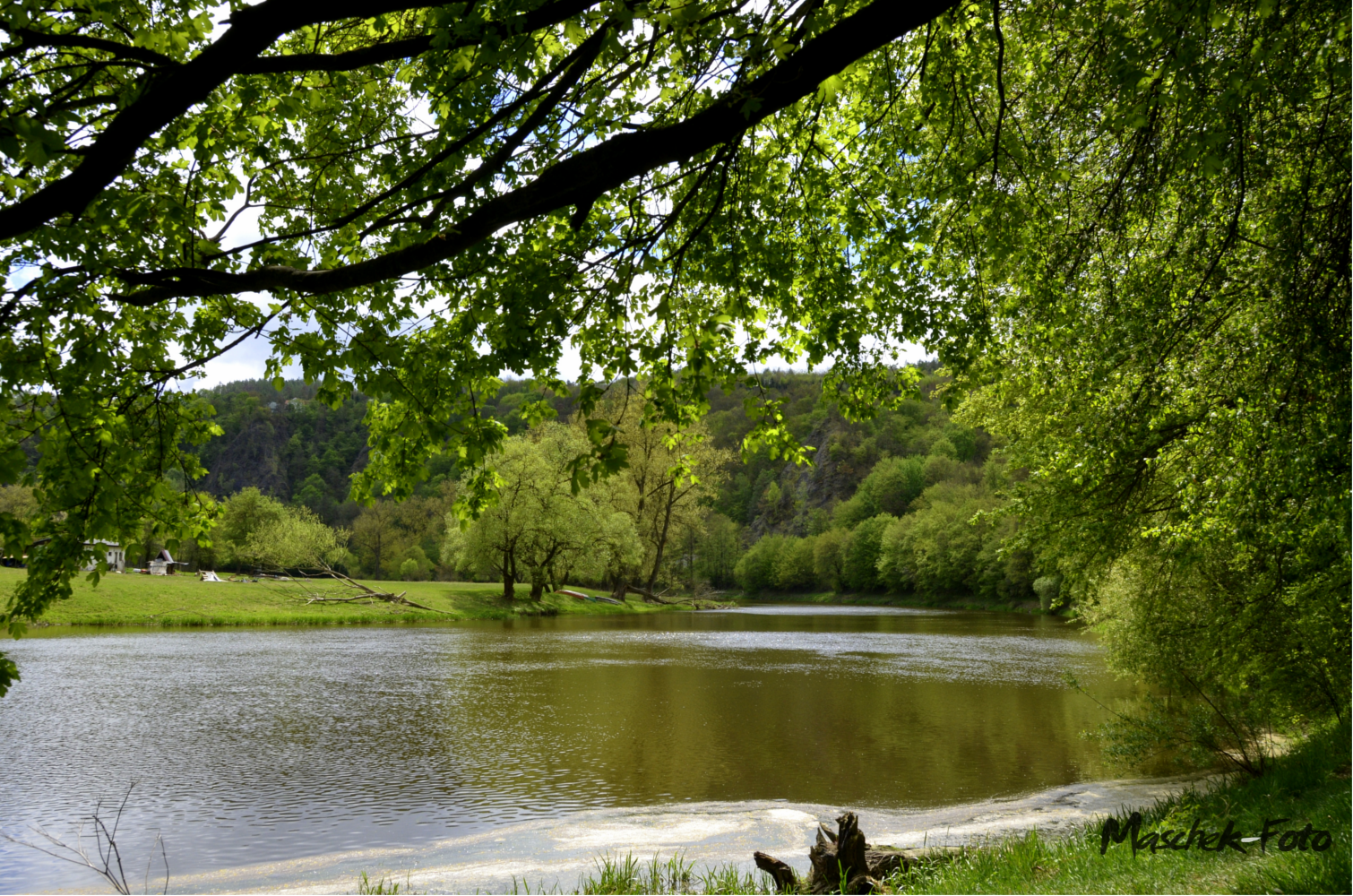 Berounka  mit Baum im Bild