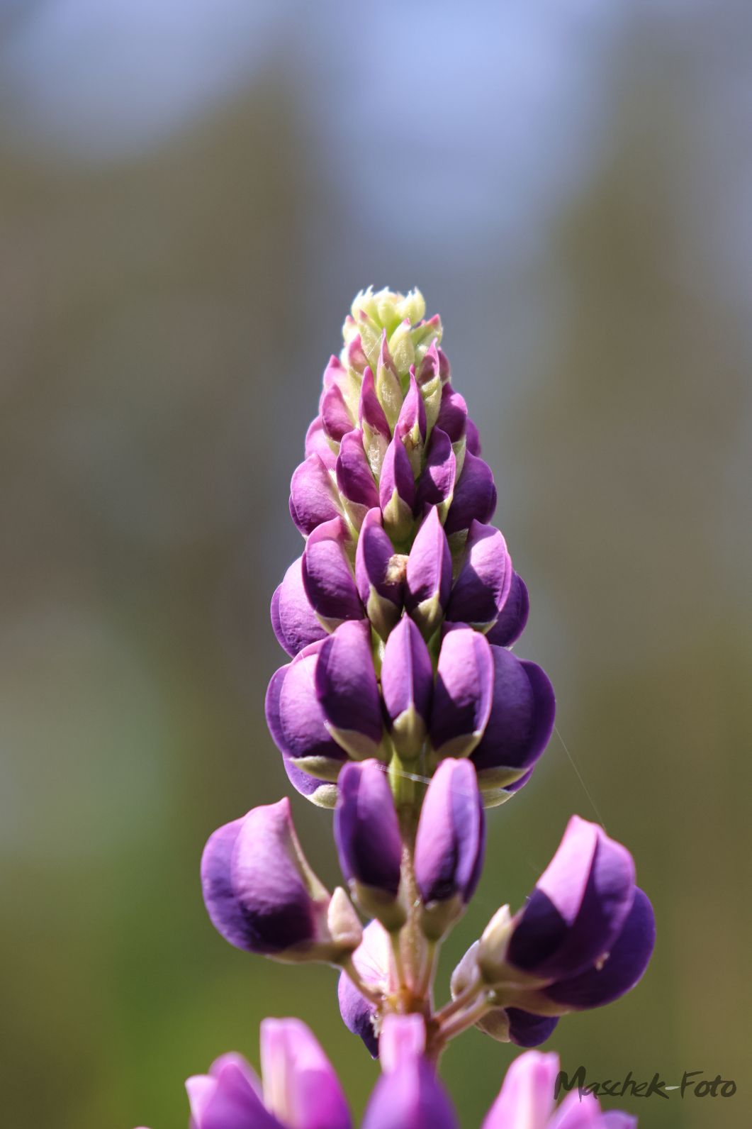 Blume