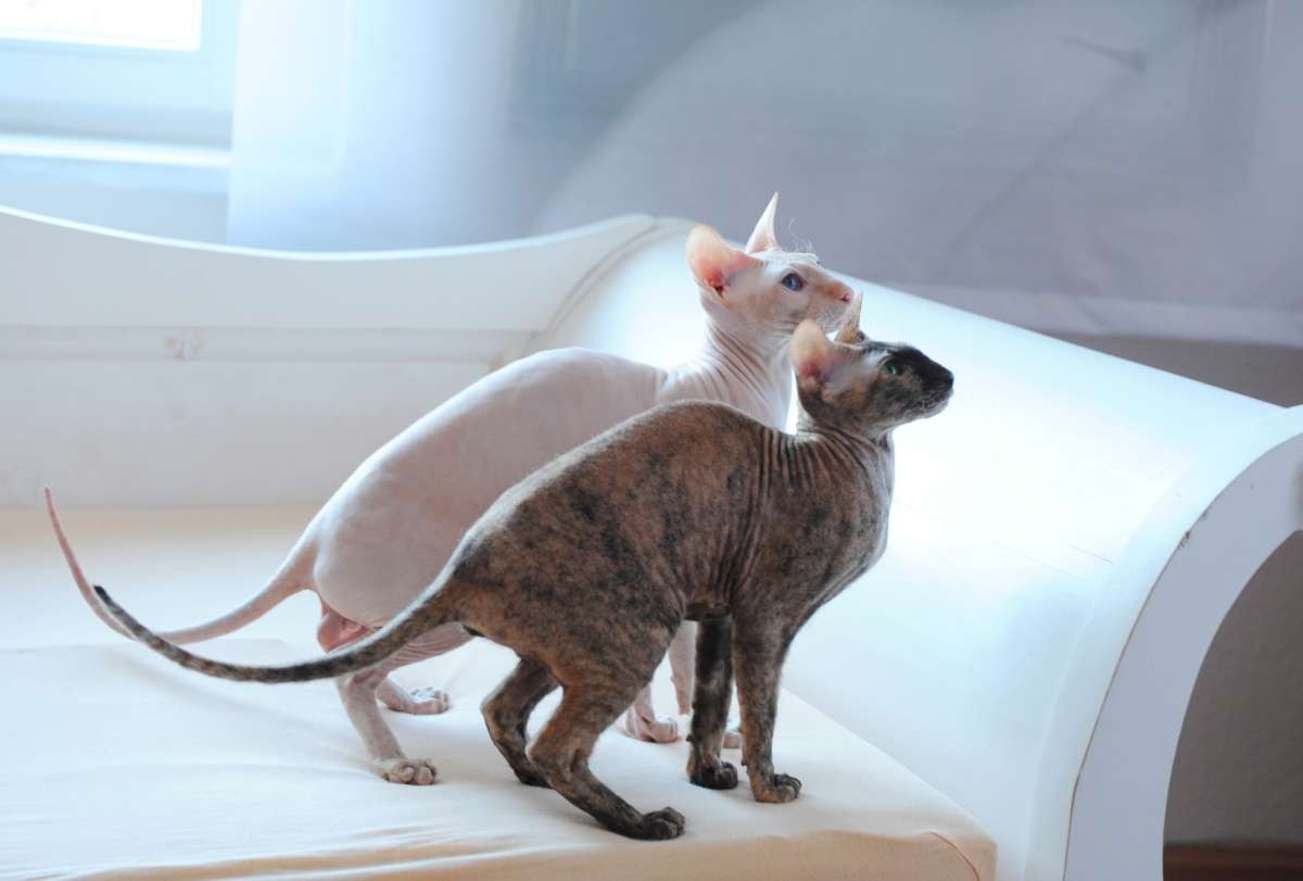 die peterbald saphirangel s peterbald