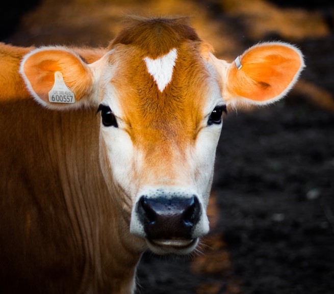 Cuir et bien être animal... une utopie?
