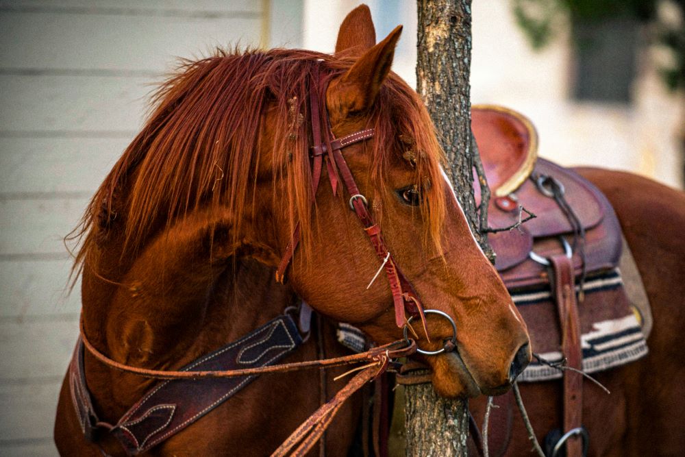 Comment choisir les bonnes rênes pour son cheval ?