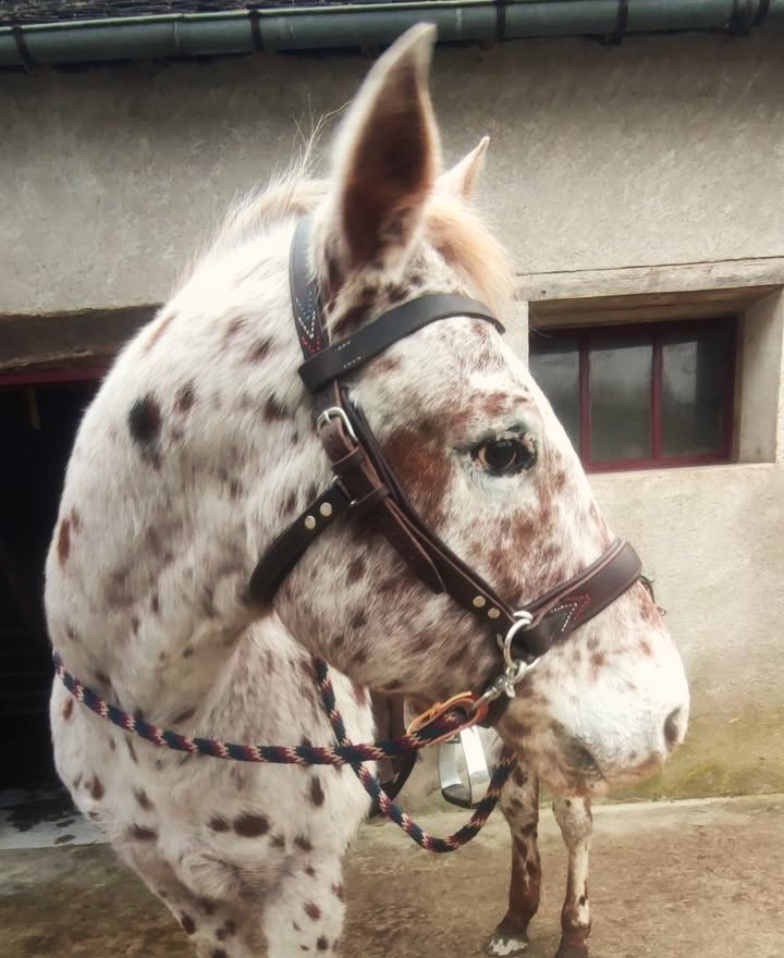 Mon cheval ne supporte pas le mors