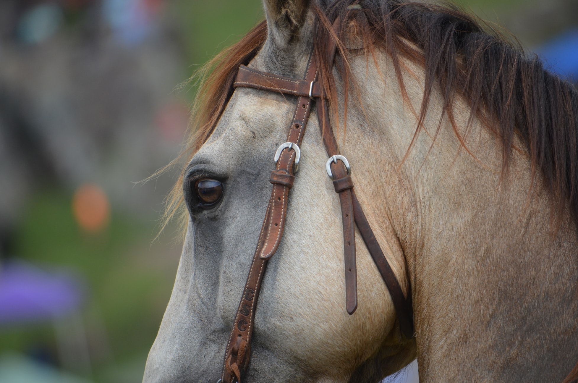 Le frontal de mon filet d'équitation est-il bien adapté à mon cheval ?