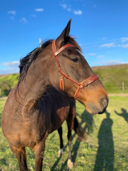 ARTISAN SELLIER CHEVAL