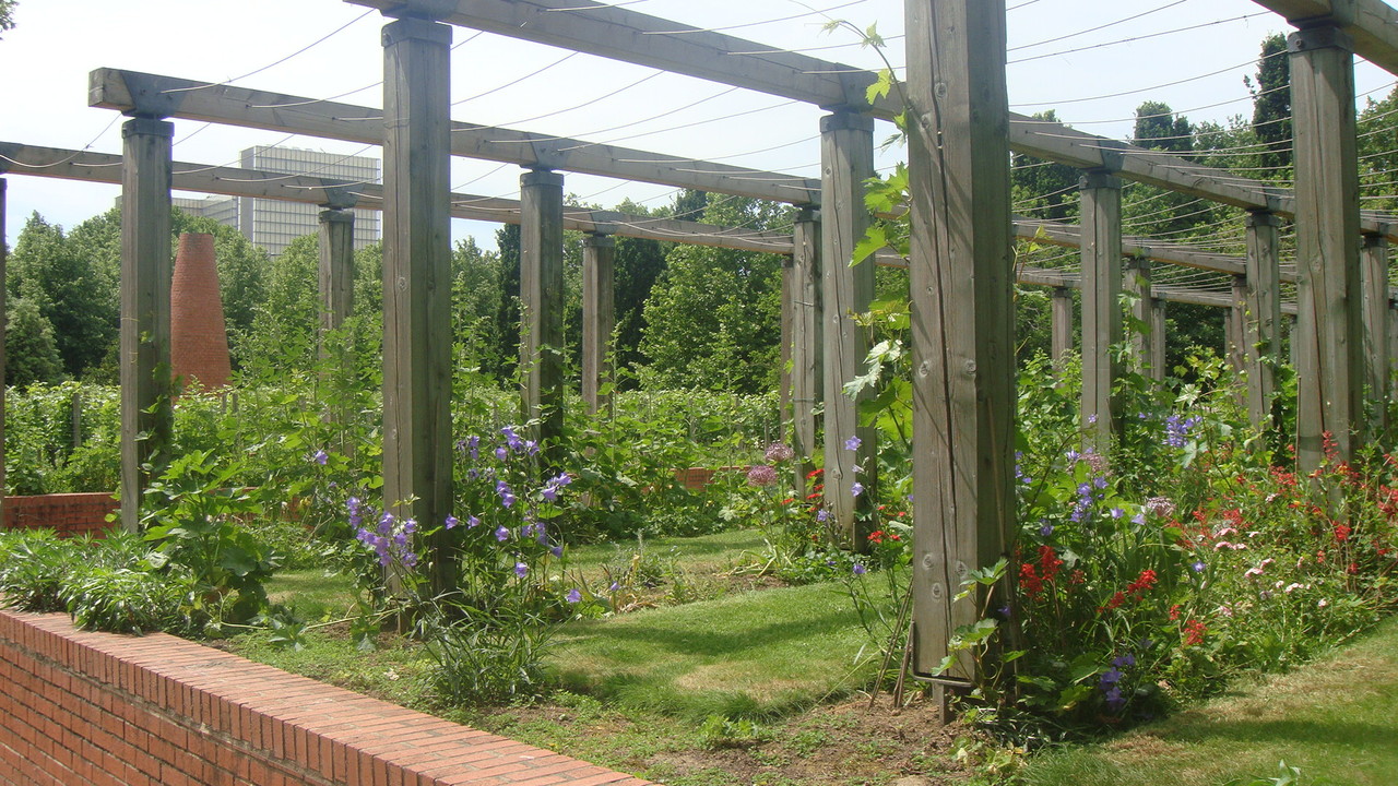 les vignes