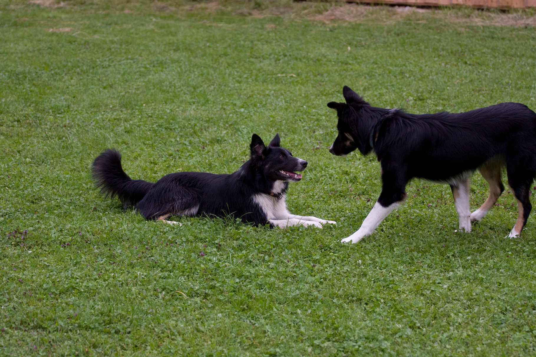 Birdy und Brax