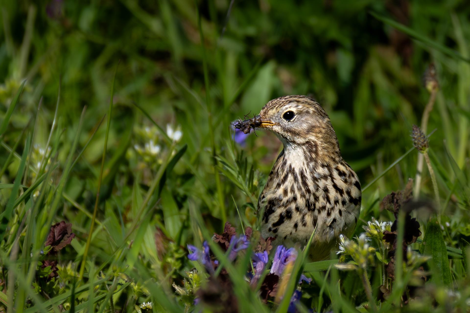 Wiesenpieper. Annette Pfeiffer
