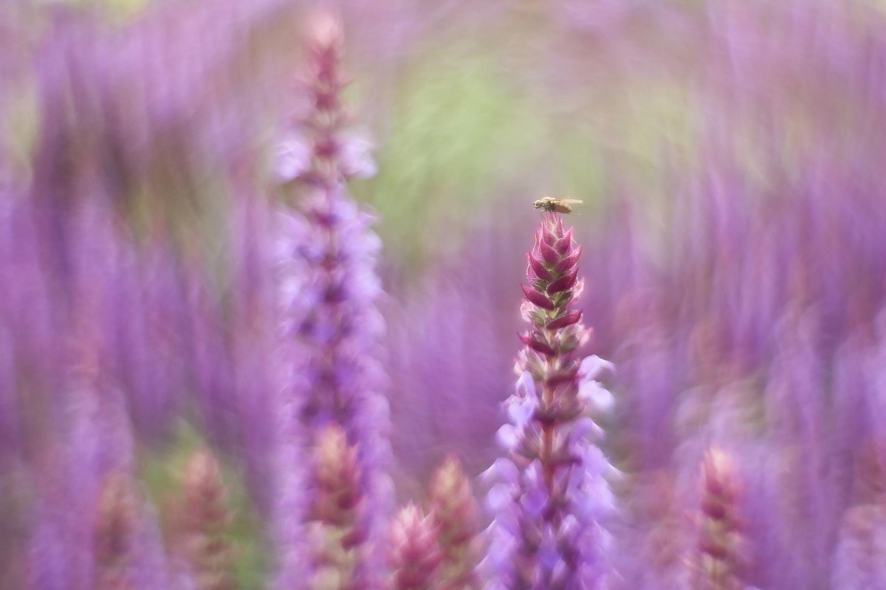 Fliege auf Salvia. Ralf Ehben