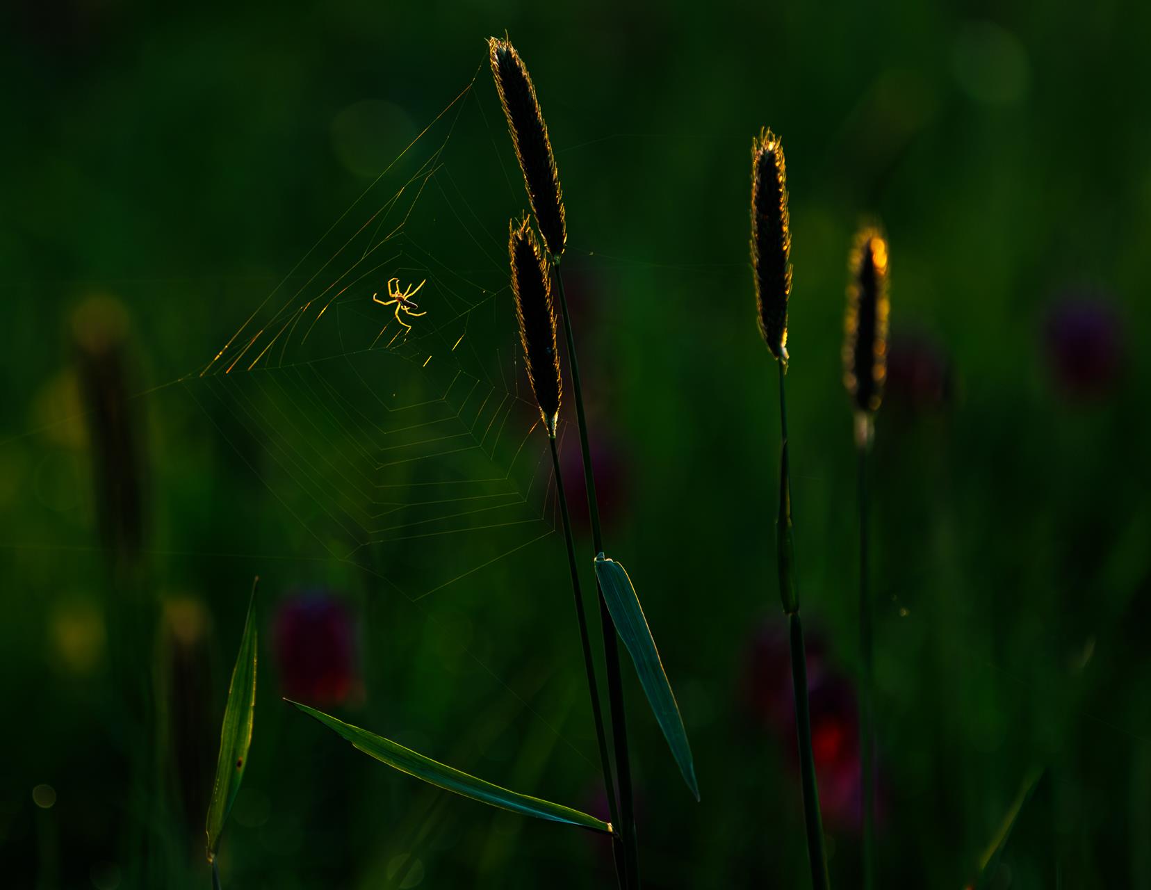Wiese. Elke Ueber. 