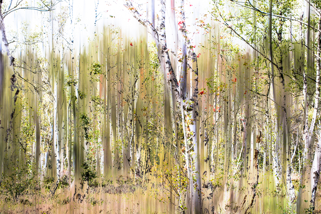 Moorwald (Doppelbelichtung), Ingo Heymer