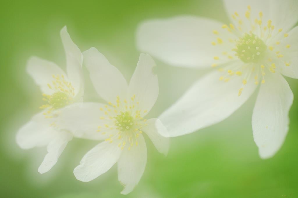 Frühling. Michael Joost