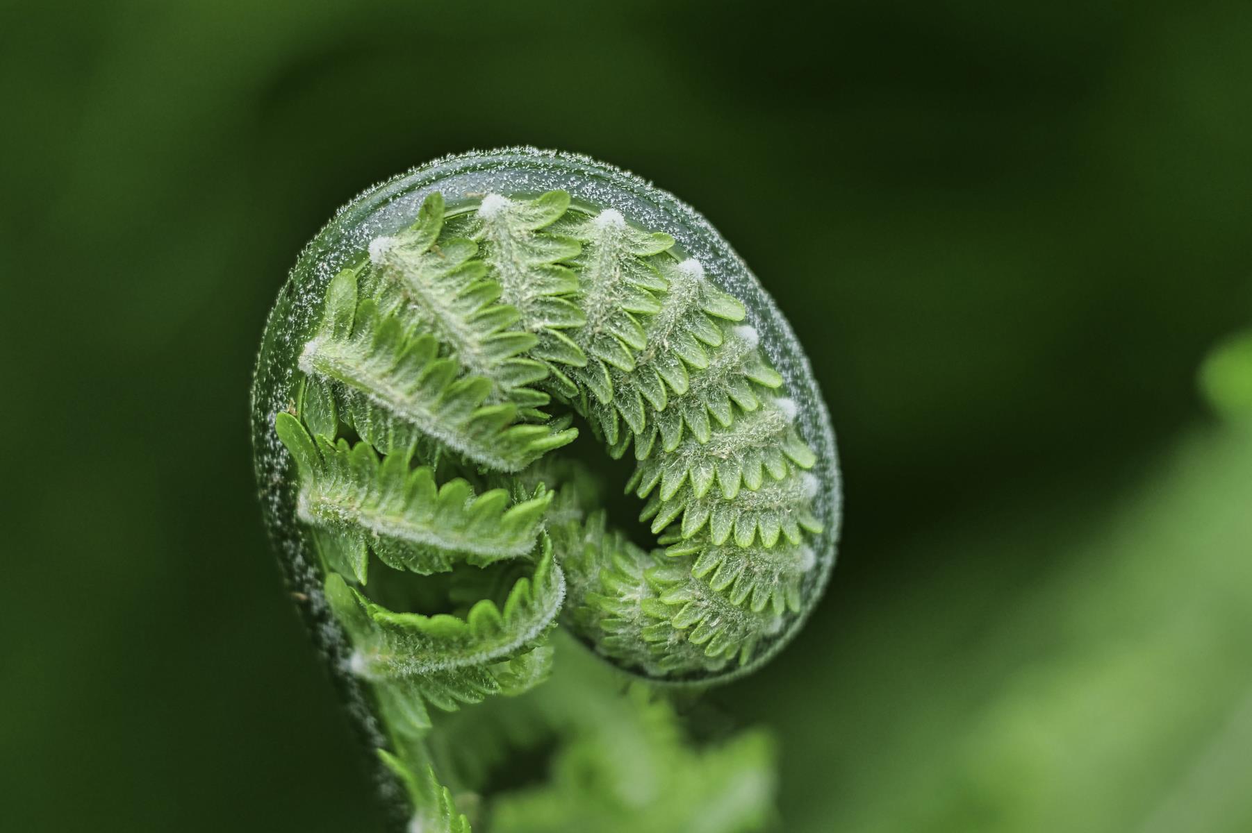 Fibonacispirale. Wilfried Vogelpohl