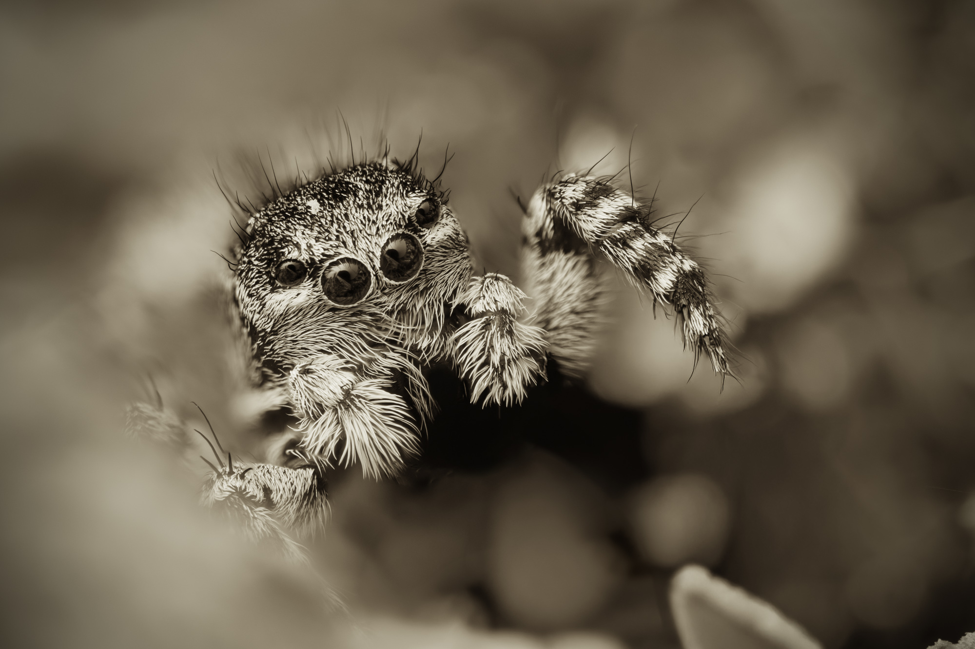 Springspinne - Ingo Heymer