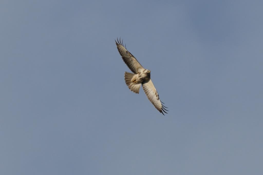 Bussard. Wilfried Vogelpohl