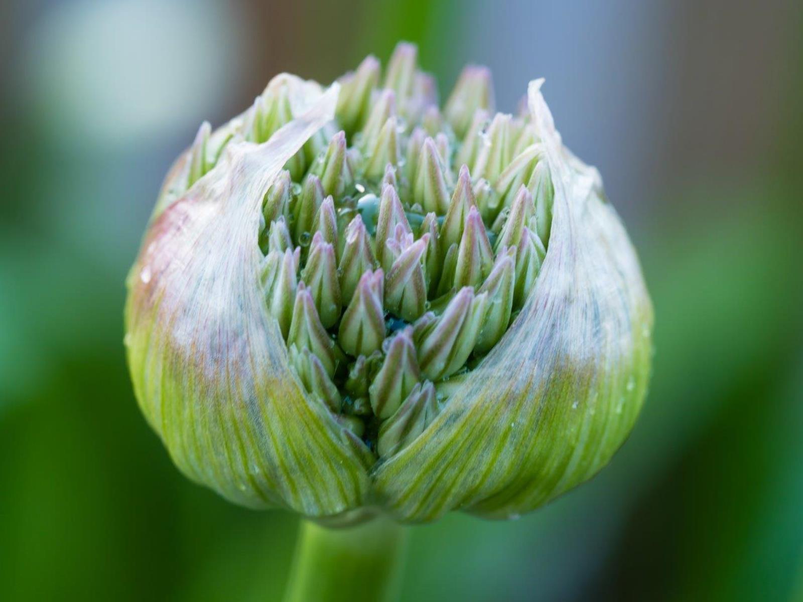 Allium. Elke Ueber