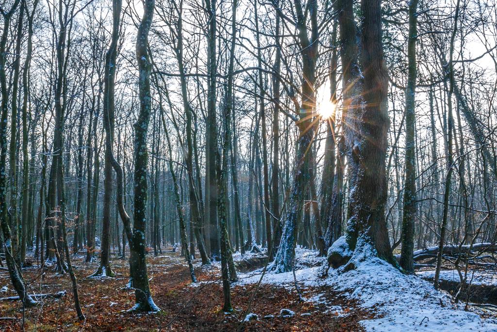 Winter. Roland Zschornack