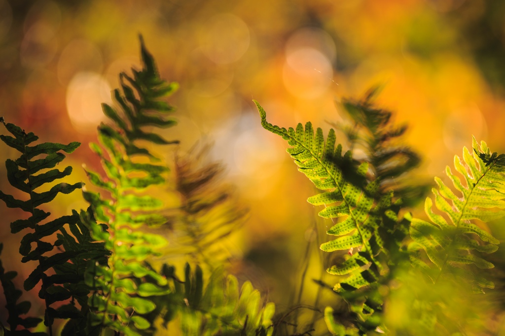 Herbst. Roland Zschornack