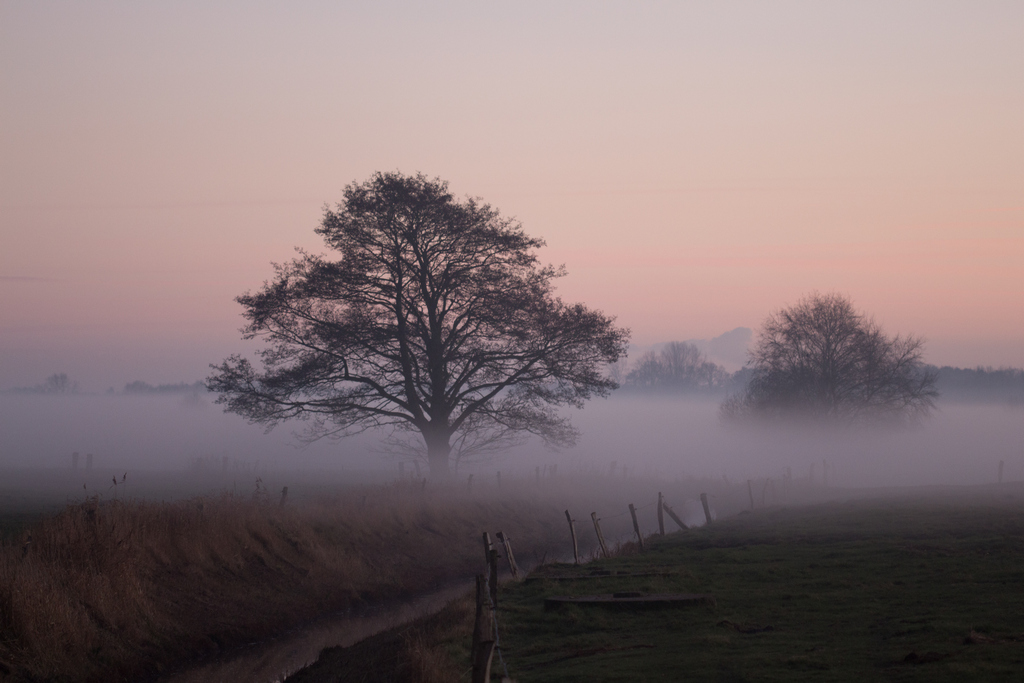 Bodennebel - Ingo Heymer