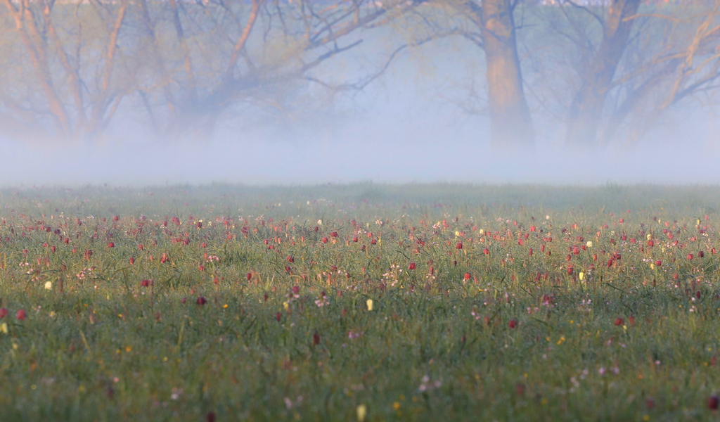 _Schachbrettblumenwiese. Gottfried Walter