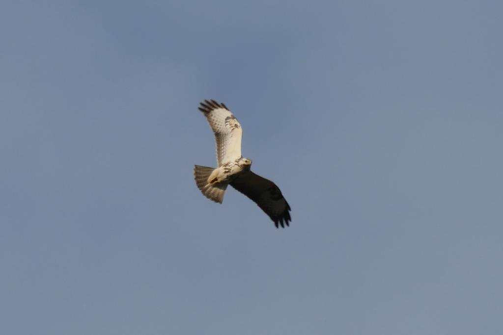 Bussard. Wilfried Vogelpohl