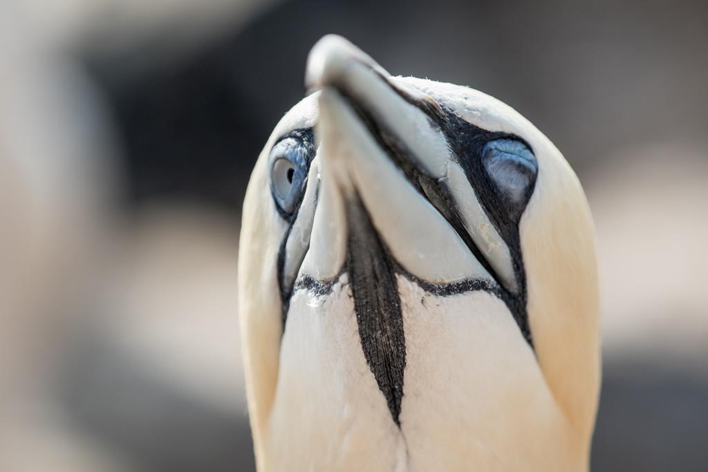 entdeckt und gewonnen - Basstölpel Helgoland. Theo Stenert