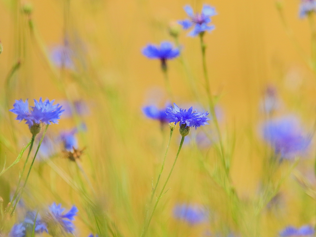 Kornblumen im Feld - Ralf Ehben