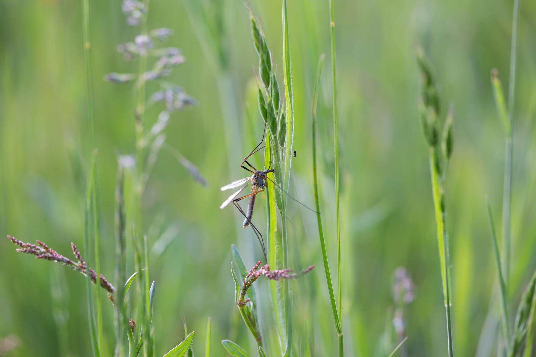 Wiesenbewohner. Ingo Heymer