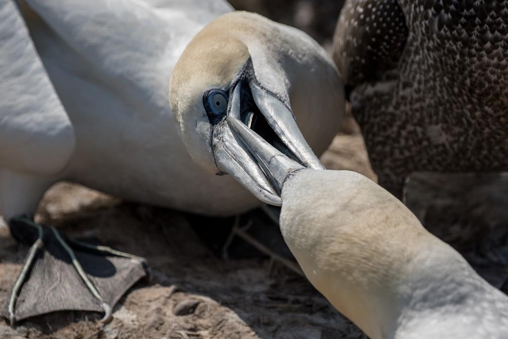 entdeckt und gewonnen - Basstölpel Helgoland. Theo Stenert