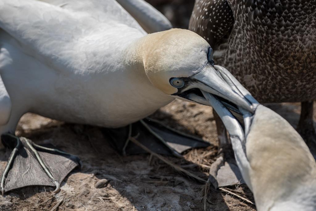 entdeckt und gewonnen - Basstölpel Helgoland. Theo Stenert