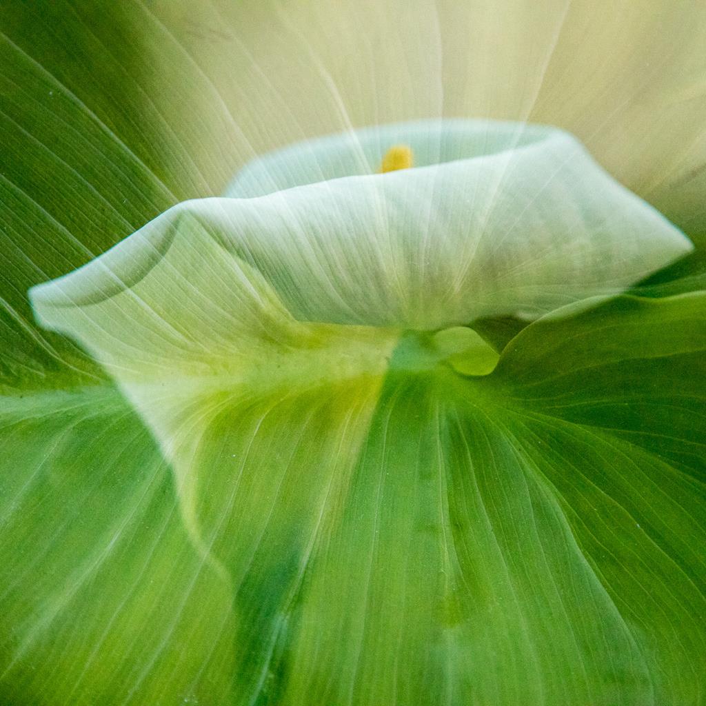 Calla. Theo Stenert