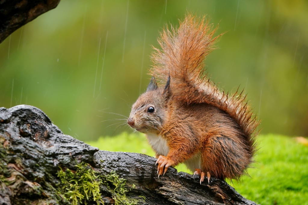 Regenhörnchen - Michael Joost