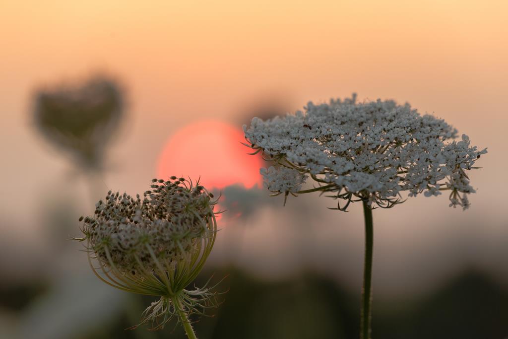 Wilde Möhre vor Abendsonne. Ingo Heymer