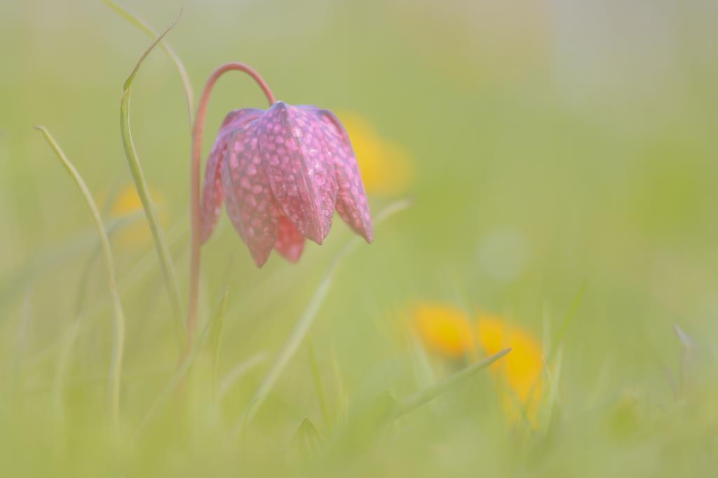 Schachbrettblume. Ralf Ehben