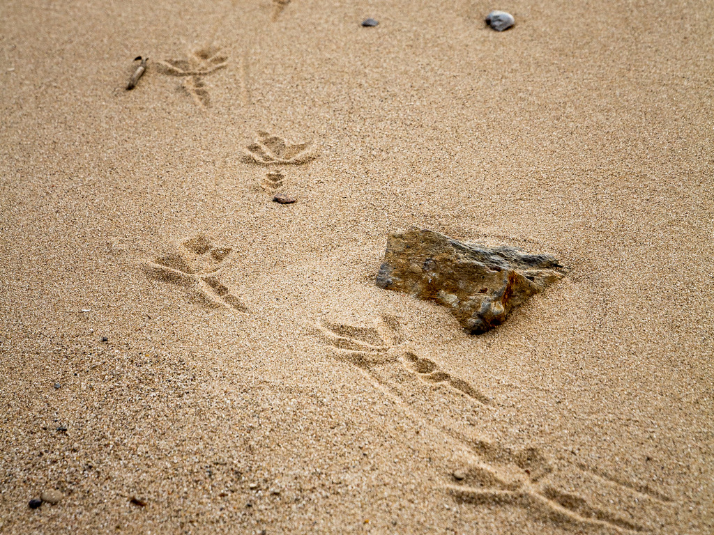 Spuren im Sand - Tammo Gerdes-Röben