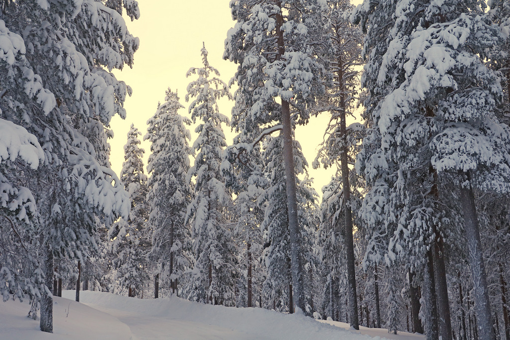 Winterfeeling I - Elke Riesmeier