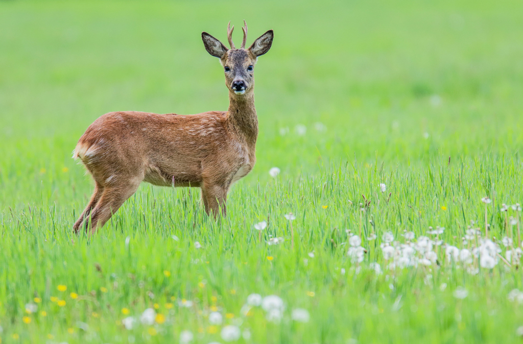 Maibock - Ralf Ehben