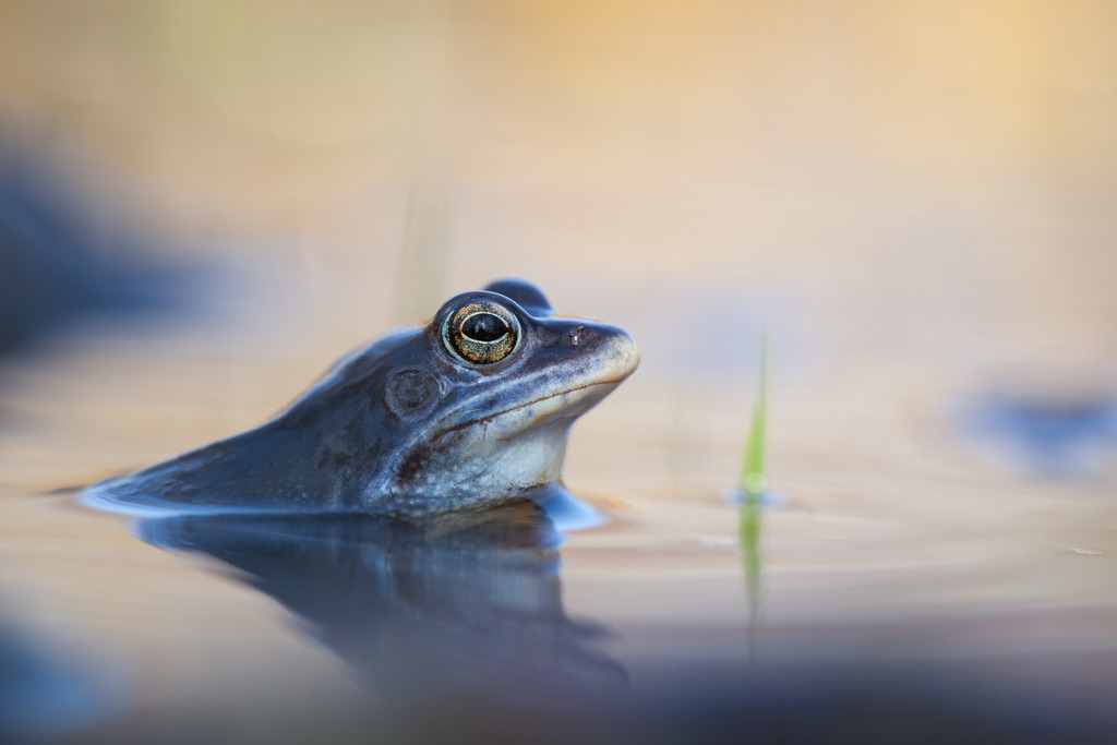 Moorfrosch - Roland Zschornack
