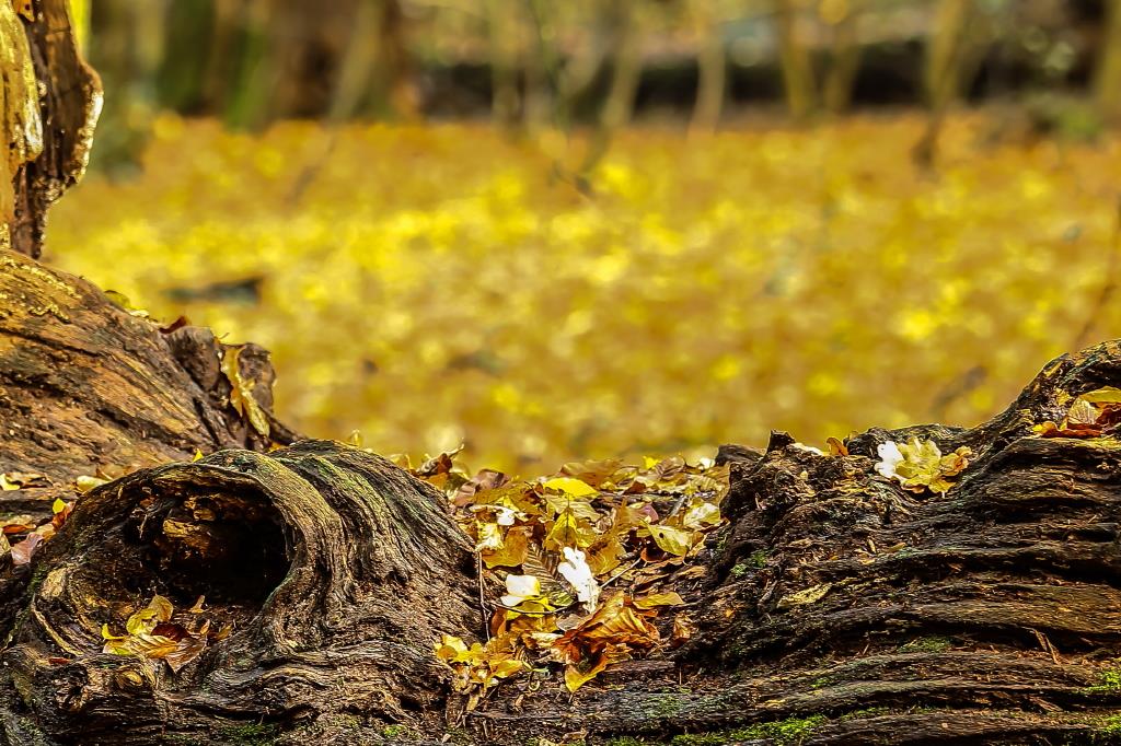 Laub im Wald. Ralf Ehben