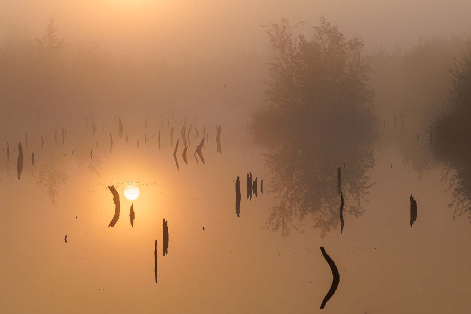 Morgenstimmung im Moor. Elke Ueber