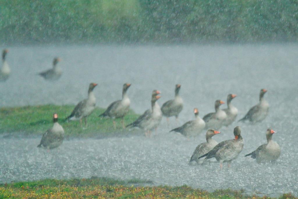 Schietwetter. Ralf Ehben