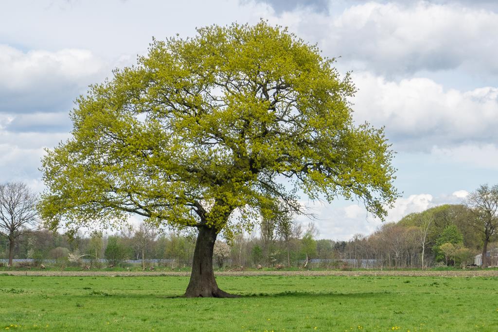 Frühling. Klaus-Dieter Haak