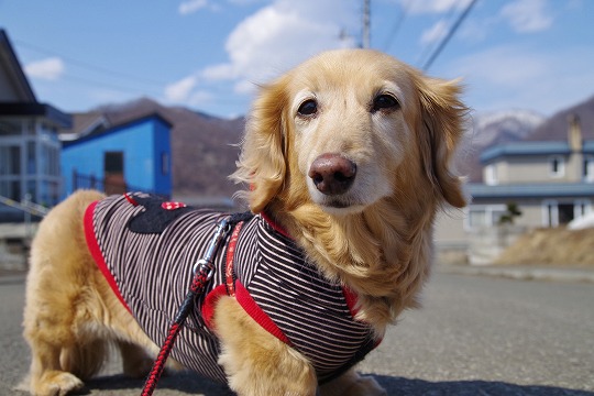 2019年4月4日　ドッグホテル＆ドッグトレーニングはる日和