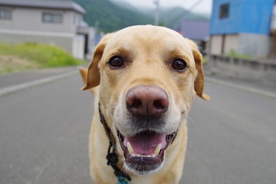 2019年6月28日　ドッグホテル＆ドッグトレーニングはる日和