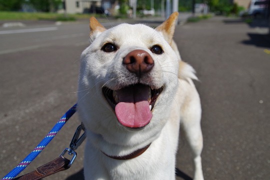 2019年6月25日　ドッグホテル＆ドッグトレーニングはる日和