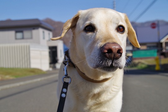 2019年4月22日　ドッグホテル＆ドッグトレーニングはる日和