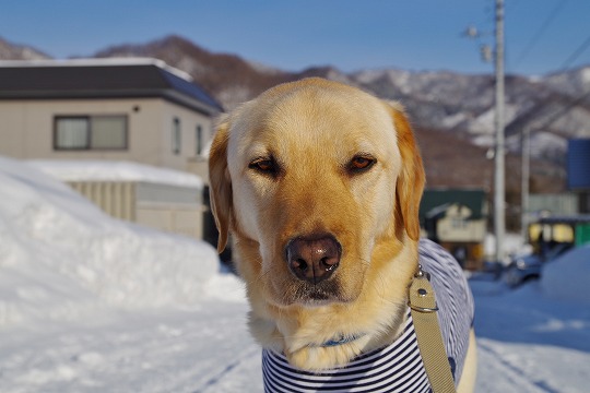 2019年2月24日　ドッグホテル＆ドッグトレーニングはる日和