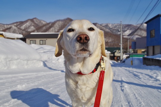 2019年2月24日　ドッグホテル＆ドッグトレーニングはる日和