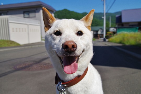 2019年6月24日　ドッグホテル＆ドッグトレーニングはる日和